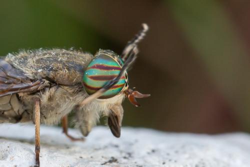 Réf. 296 474 : Tabanus exclusus